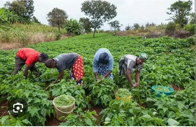 From struggle to stability: How irrigation is changing lives in Mwenezi